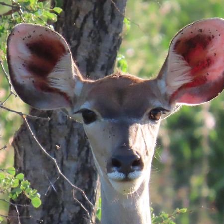 Naledi Lodges Balule Game Reserve Exterior foto