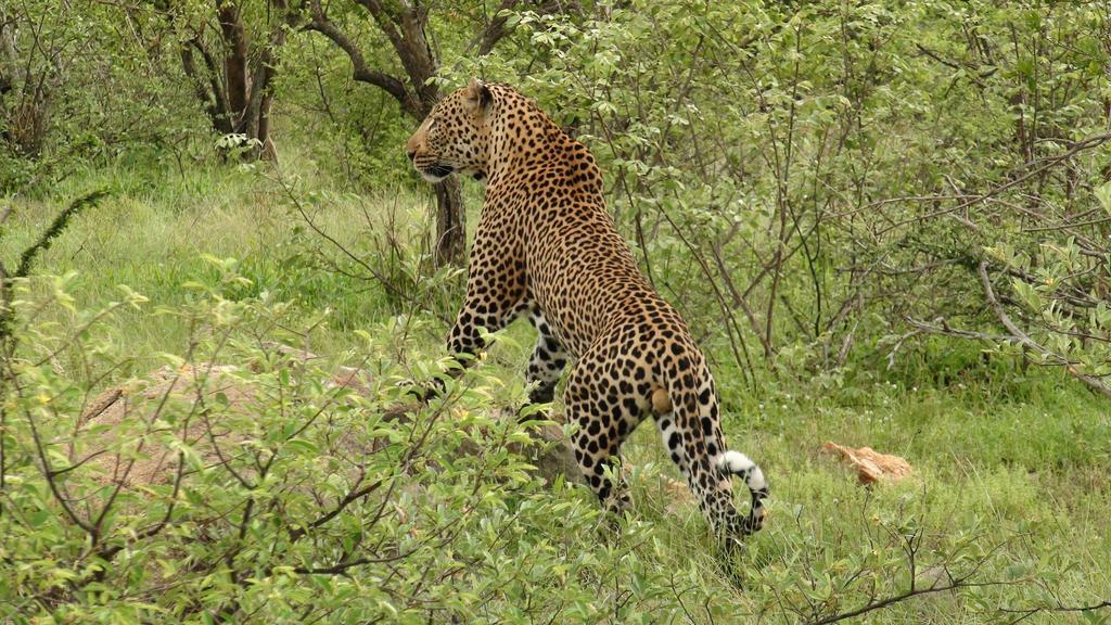 Naledi Lodges Balule Game Reserve Exterior foto