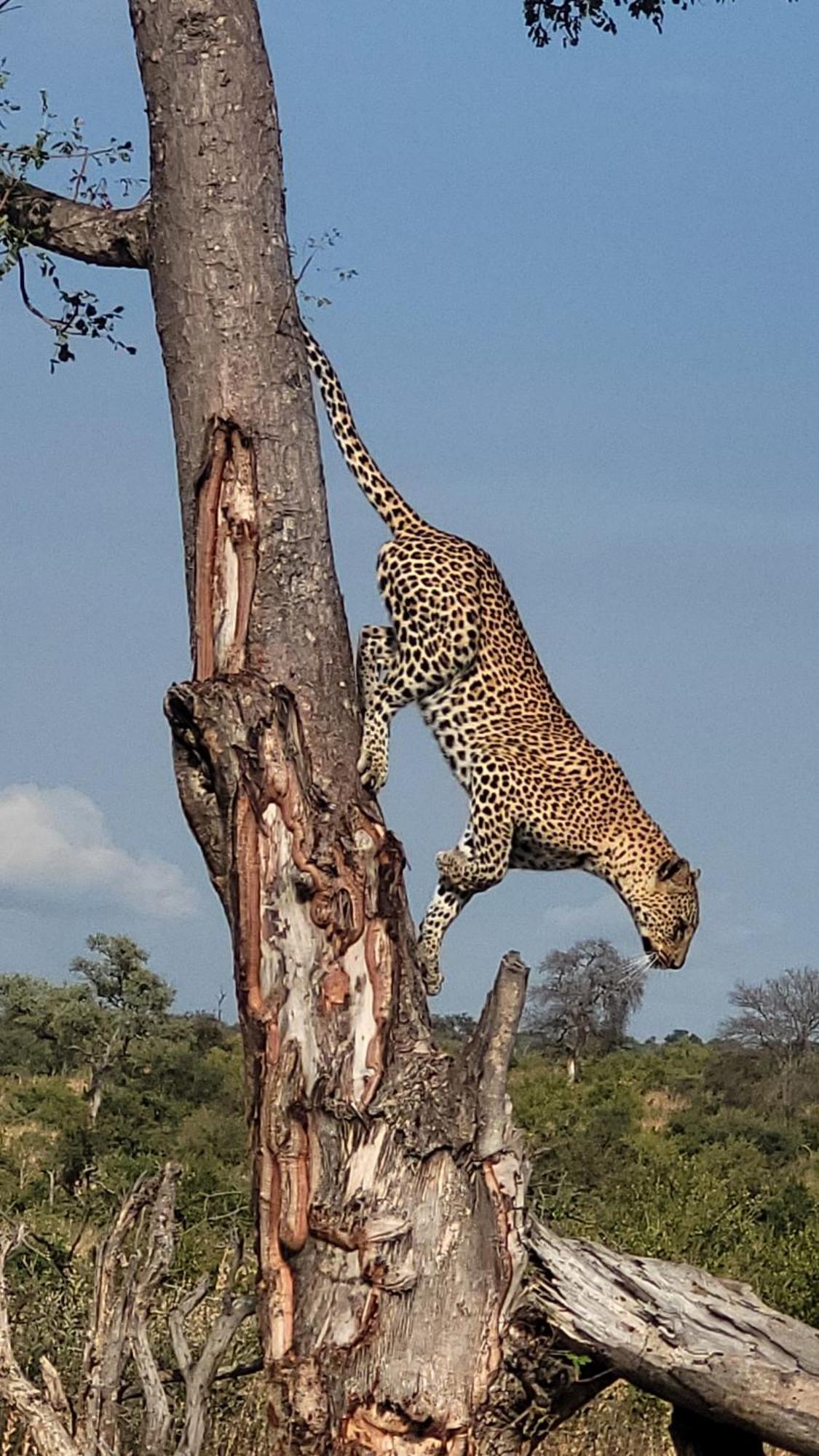 Naledi Lodges Balule Game Reserve Exterior foto
