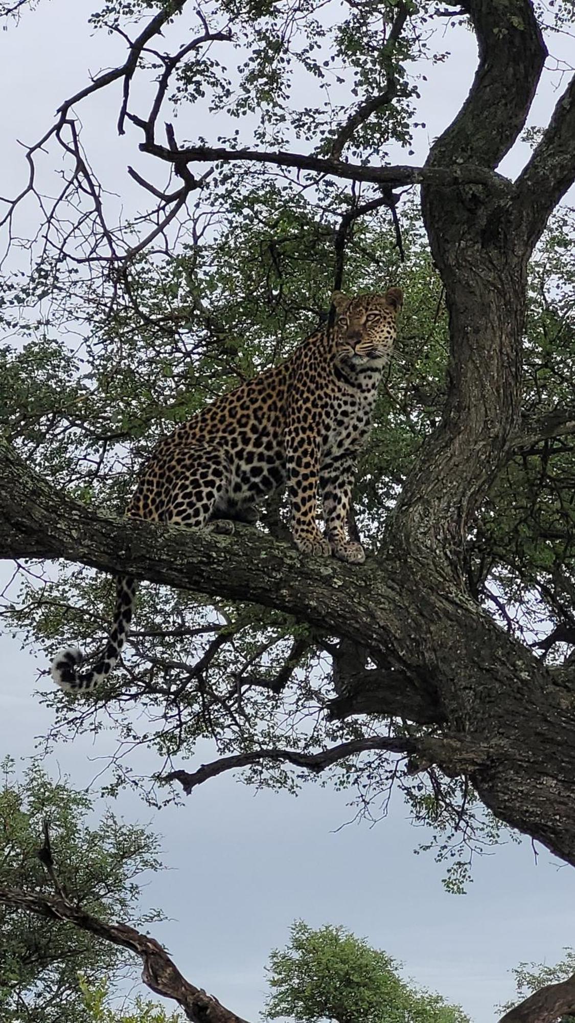 Naledi Lodges Balule Game Reserve Exterior foto